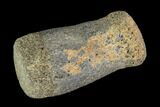 Hadrosaur Finger Bone - Alberta (Disposition #-) #95156-1